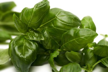 Beyaz arkaplanda izole edilmiş taze fesleğen.