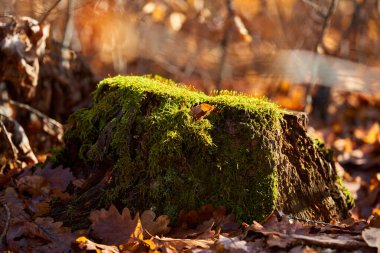 Sıcak bir kış boyunca ormanın meşe ağacındaki yosunların yakınına.