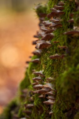 Yosunlu meşe ağacının kabuğunda büyüyen bir parazit mantar kolonisi.