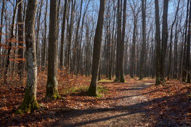 İklim değişikliği sırasında sıcak bir kış. Ormanlar canlanıyor ve kar yağmıyor.