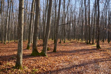 İklim değişikliği sırasında sıcak bir kış. Ormanlar canlanıyor ve kar yağmıyor.
