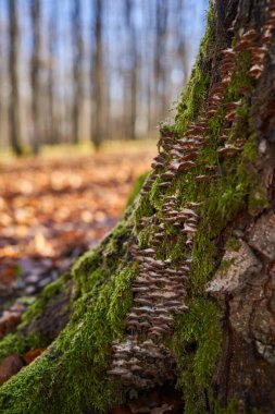 Yosunlu meşe ağacının kabuğunda büyüyen bir parazit mantar kolonisi.