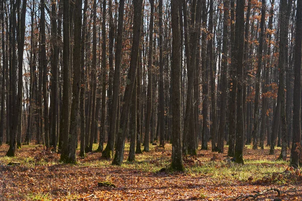 Warm Winter Climate Change Forests Coming Back Life Snow — Stock Photo, Image
