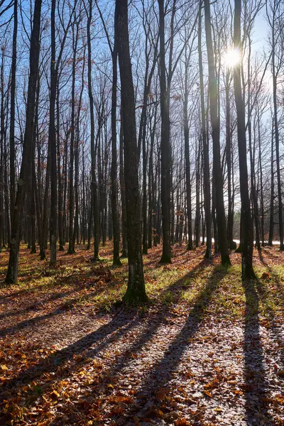 Inverno Caldo Durante Cambiamento Climatico Con Foreste Che Tornano Vita Foto Stock