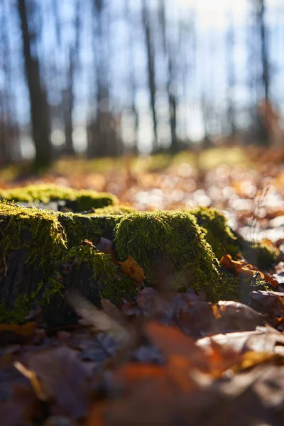 Detailní Záběr Mechu Dubu Lese Během Teplé Zimy — Stock fotografie