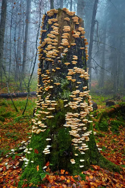 生长在树皮上的白色寄生蘑菇的巨大菌落 图库图片