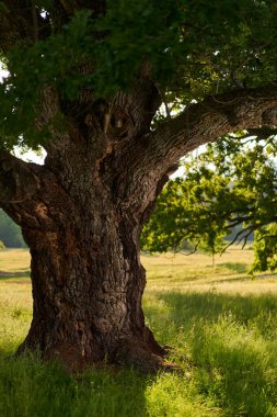 Dev meşe, çok yüzüncü yıl dönümü, arkasında orman olan bir çayırda, arka plan veya duvar kağıdı için grafik kaynak olarak kullanışlı.