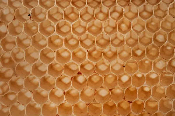 蜂蜜の櫛のクローズアップ 蜂や蜂蜜なしで空 質感やイラストとして役立ちます — ストック写真