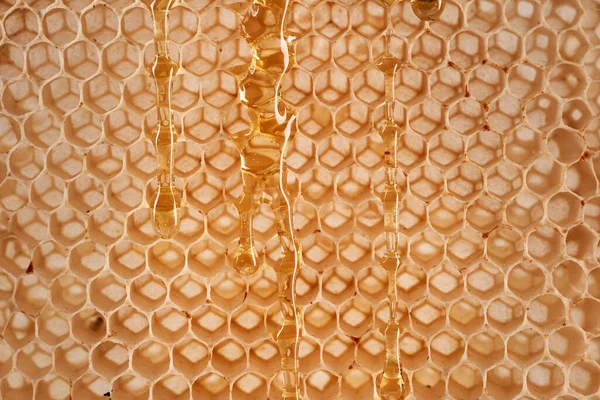 Zbliżenie Plastra Miodu Pustego Bez Pszczół Miodu Środku Przydatnego Jako — Zdjęcie stockowe