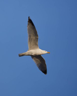Seagull bird in flight in beautiful early morning  clipart