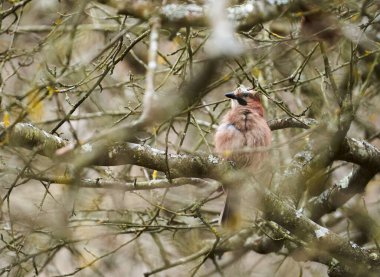 Avrasyalı kuş, dalları bükülmüş bir ağaçta saklanıyor.