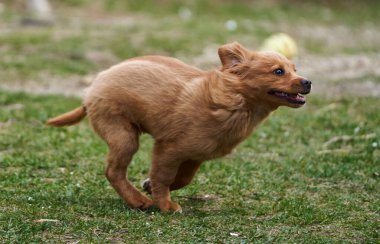 Şirin küçük kahverengi köpek çimenlerde mutlu oynuyor. 