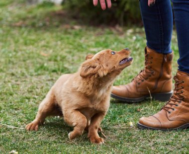 Şirin küçük kahverengi köpek sahibiyle çimenlerde mutlu mesut oynuyor.