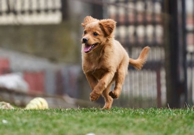 Şirin küçük kahverengi köpek çimenlerde mutlu oynuyor. 
