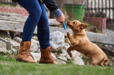 Şirin küçük kahverengi köpek sahibiyle çimenlerde mutlu mesut oynuyor.