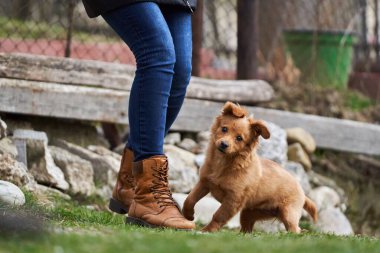 Şirin küçük kahverengi köpek sahibiyle çimenlerde mutlu mesut oynuyor.