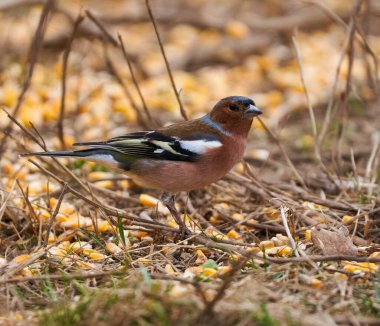 European chaffinch, male, at feeding spot in forest, among spilled corn beans on ground clipart