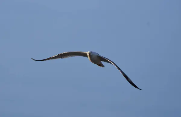 Martı Kuşu Sabahın Erken Saatlerinde Uçuyor — Stok fotoğraf