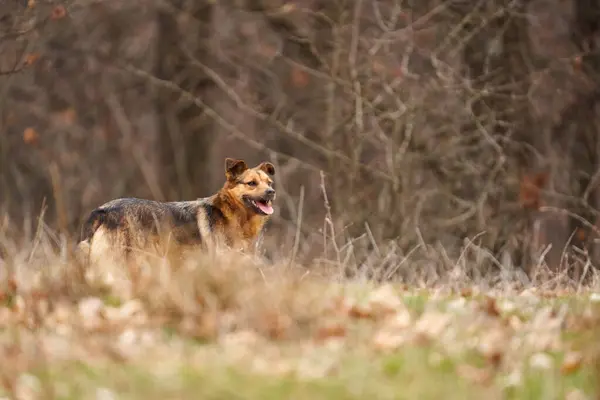 Сильний Дикий Собака Бродячий Собака Лісі Шукає Щось Полювати — стокове фото