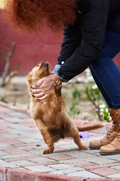 Roztomilý Malý Hnědý Pes Hraje Šťastný Trávě Svým Pánečkem — Stock fotografie