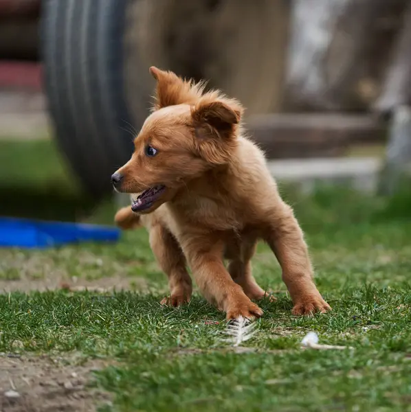 Roztomilý Malý Hnědý Pes Hraje Šťastný Trávě — Stock fotografie