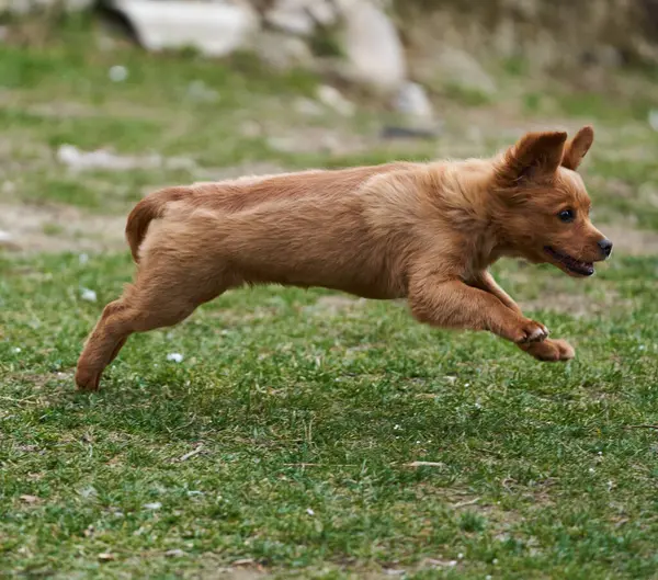 Милий Маленький Коричневий Собака Грає Щасливий Траві — стокове фото