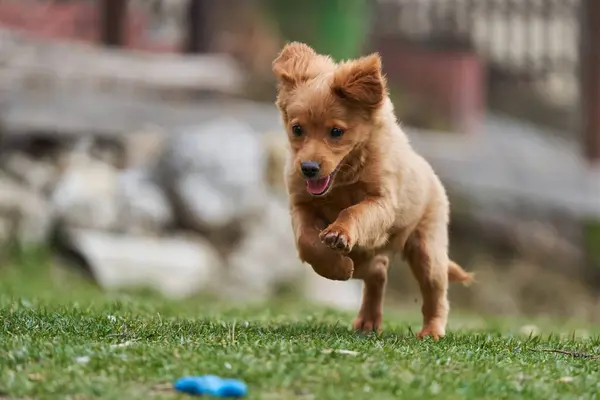 Roztomilý Malý Hnědý Pes Hraje Šťastný Trávě — Stock fotografie