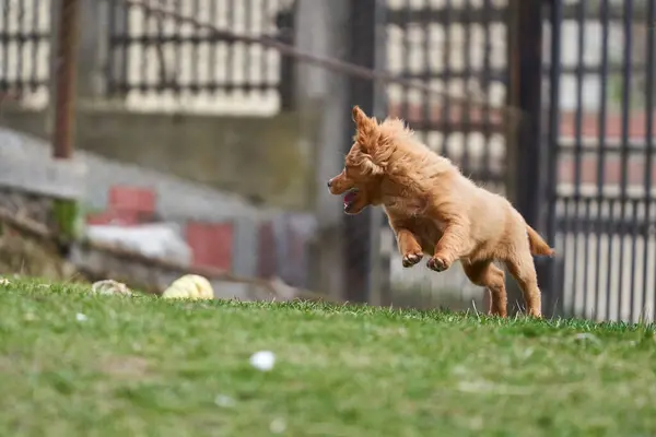 Милий Маленький Коричневий Собака Грає Щасливий Траві — стокове фото