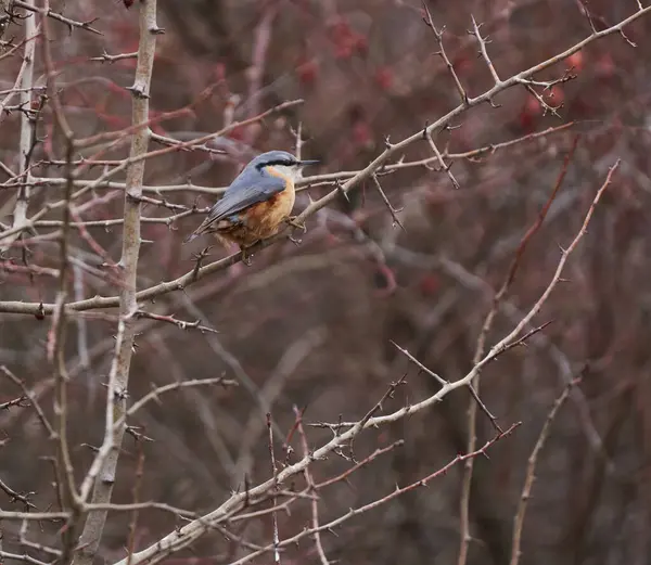Çalı Tarlasına Tünemiş Islahevi Kuşu — Stok fotoğraf