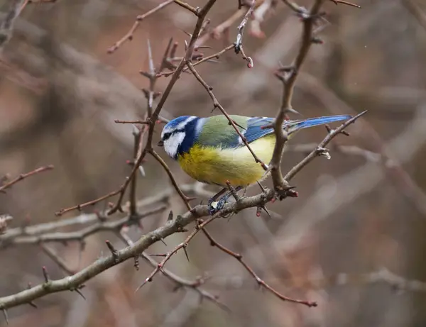 Blue Tit Bird Cyanistes Caeruleus Perched Briar Bush Berries — Stockfoto