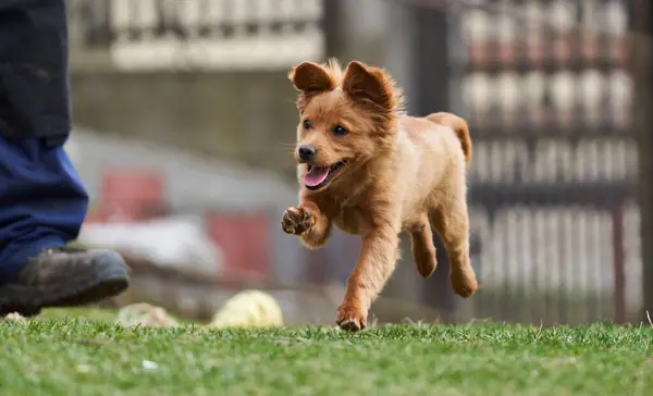 Söt Liten Brun Hund Leker Lycklig Gräs Stockfoto