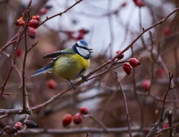 Blue Tit Bird Cyanistes Caeruleus Perched Briar Bush Berries ストックフォト