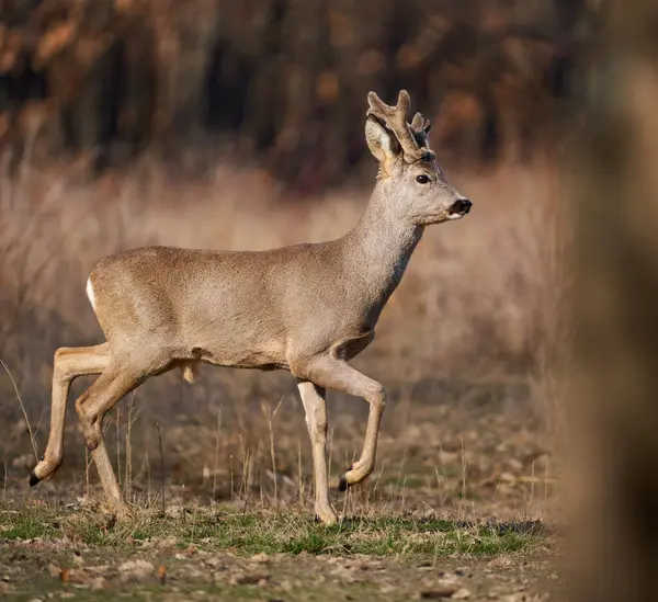 Roebuck Fluffy Horns Early Spring Forest — Stock Photo, Image