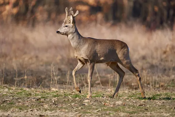 Roebuck Fluffy Horns Early Spring Forest — Stock Photo, Image