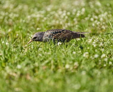 Starling kuşu, Sturnus vulgaris, otların arasında yiyecek arıyor, küçük bahar sinekleri ve diğer böcekleri yakalamaya çalışıyor.