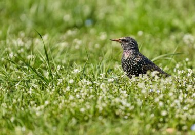 Starling kuşu, Sturnus vulgaris, otların arasında yiyecek arıyor, küçük bahar sinekleri ve diğer böcekleri yakalamaya çalışıyor.