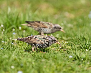 Starling kuşu, Sturnus vulgaris, otların arasında yiyecek arıyor, küçük bahar sinekleri ve diğer böcekleri yakalamaya çalışıyor.