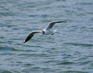 Black headed gull in flight fishing on a lake for small crustaceans or fish clipart