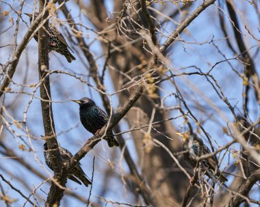 Starling kuşu, Sturnus vulgaris, Avrupa 'nın ilk bahar kuşlarından biri.