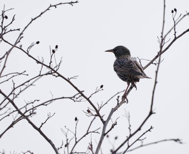 Starling kuşu, Sturnus vulgaris, Avrupa 'nın ilk bahar kuşlarından biri.