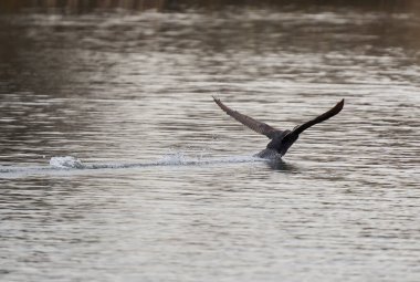 Büyük karabatak, Phalacrocorax karbonhidrat, büyük bir nehirde.