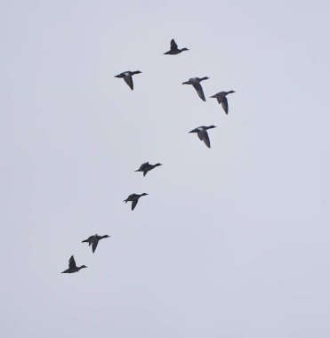 Gökyüzünde yükselen vahşi ördekler