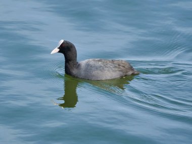 Avrasyalı ördek, Fulica atra, güneşli bir günde gölde yüzüyor.
