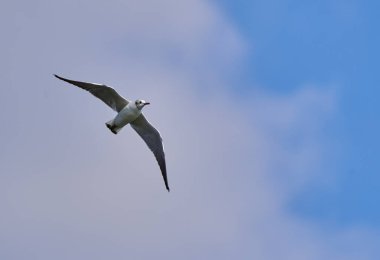 Siyah saçlı martı, güneşli bir bahar gününde mavi gökyüzüne karşı uçuyor.