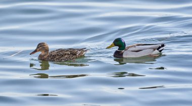 A pair of teal wild ducks, Anas crecca, male and female, on a lake clipart