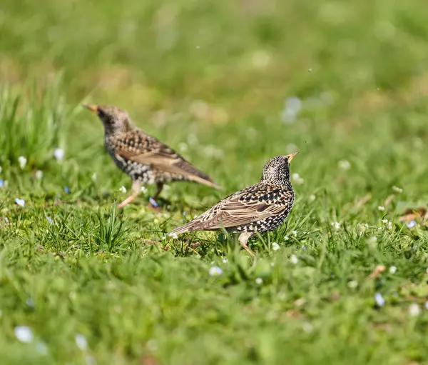 Starling Fågel Sturnus Vulgaris Födosök Gräset Försöker Fånga Små Vårflugor — Stockfoto
