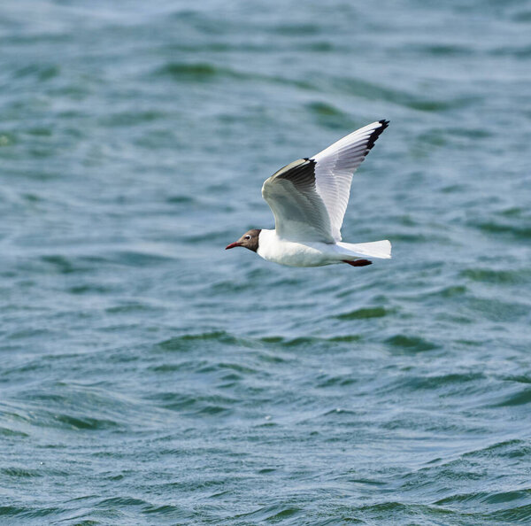 Black headed gull in flight fishing on a lake for small crustaceans or fish