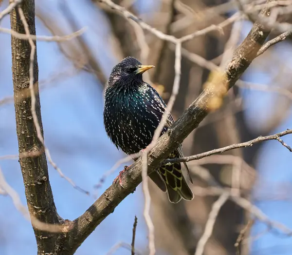 Pájaro Estornino Sturnus Vulgaris Encaramado Una Las Primeras Aves Primaverales —  Fotos de Stock