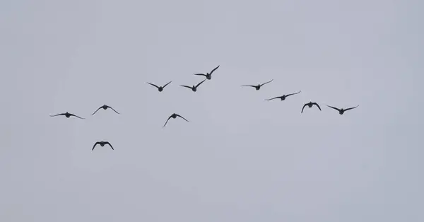 Wild Ducks Flight High Sky — Stock Photo, Image