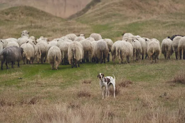 Saldırgan Bekçi Köpeği Dağdaki Koyun Sürüsünü Koruyor — Stok fotoğraf